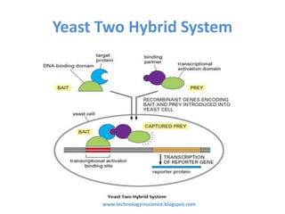 Yeast two hybrid system for Protein Protein Interaction Studies | PPTX