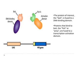 Inactivate or destroy a protein
