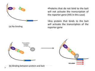 Change the specificity of a protein for its substrate through the interaction with different binding partners; e.g., demonstrate a new function that neither protein can exhibit alone