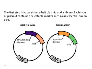 Serve a regulatory role in either an upstream or a downstream eventR0 = 4.9 nmCommon Methods to Analyze Protein-Protein InteractionsBiochemical and biophysical approachesAffinity chromatography