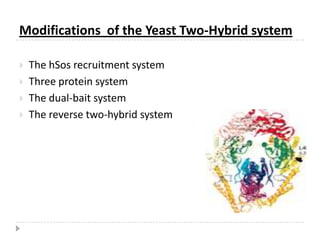 The two hybrid assay is also useful for analysis of known interactions, which can be achieved by modifying important residues or modules and observing this effect on binding.
