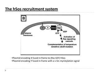 Interactions can be measured semi-quantitatively using the two hybrid system, allowing discrimination between high, intermediate, and low-affinity bindings, the power of which correlates with that of in vitro approaches Two hybrid screens are sometimes termed "functional screens", since if at least one of the proteins screened has a known function in a well-defined pathway, it might provide a functional hint in the current interaction.