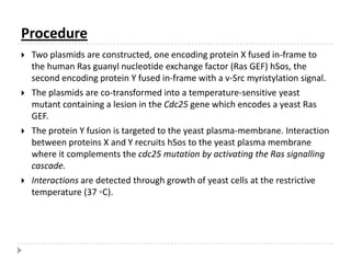 Although there are certain disadvantages involving the two hybrid assay, the most convincing argument for its use is the speed and ease by which the molecular mechanisms of many signaling cascades have been defined using this technique.An Introduction to YeastSaccharomycescerevisiae is one of the most intensively studied eukaryotic model organisms in molecular  and  cell biology, much likeE.coli as the model prokaryote. Saccharomycescerevisiae cells are round to ovoid, 5–10 micrometers in diameter. It reproduces by a division process known as budding S. cerevisiae was the first eukaryoticgenome that was completely sequenced. (April 1996)The genome is composed of about 13,000,000bp and 6,275 genes, although only about 5,800 of these are believed to be true functional genes. 