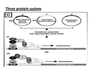The protein of interest, the “bait”, is fused to a DNA-binding domain.
