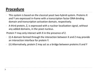 Proteins that bind to bait, the “fish” or “prey”, are fused to a transcription activation domain.Proteins that do not bind to the bait will not activate the transcription of the reporter gene (HIS in this case)