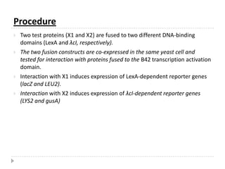 The first step is to construct a bait plasmid and a library. Each type of plasmid contains a selectable marker such as an essential amino acid.