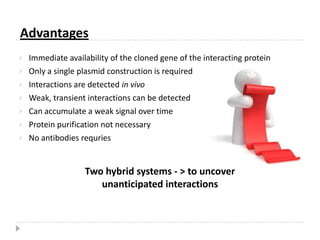 GAL4 Activation Domain