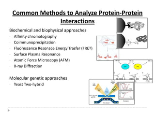 Intracellular localization–may allude to the function of the protein