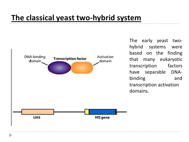 yeast two hybrid