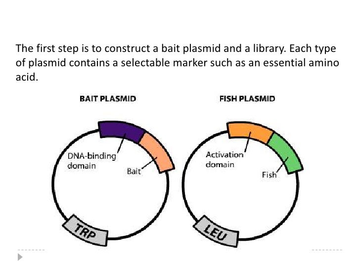 yeast two hybrid