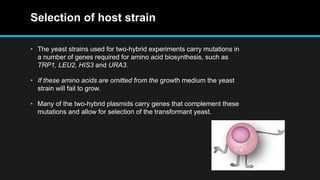 Selection of host strain
• The yeast strains used for two-hybrid experiments carry mutations in
a number of genes required for amino acid biosynthesis, such as
TRP1, LEU2, HIS3 and URA3.
• If these amino acids are omitted from the growth medium the yeast
strain will fail to grow.
• Many of the two-hybrid plasmids carry genes that complement these
mutations and allow for selection of the transformant yeast.
 