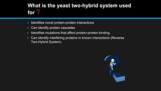 What is the yeast two-hybrid system used
for
 Identifies novel protein-protein interactions
 Can identify protein cascades
 Identifies mutations that affect protein-protein binding
 Can identify interfering proteins in known interactions (Reverse
Two-Hybrid System)
 