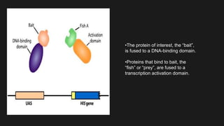 •The protein of interest, the “bait”,
is fused to a DNA-binding domain.
•Proteins that bind to bait, the
“fish” or “prey”, are fused to a
transcription activation domain.
 