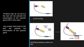 •Proteins that do not bind to
the bait will not activate the
transcription of the reporter
gene (HIS in this case)
•Any protein that binds to the
bait will activate the
transcription of the reporter
gene
(a) No binding
(b) Binding between protein and
bait
 