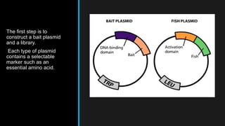 The first step is to
construct a bait plasmid
and a library.
Each type of plasmid
contains a selectable
marker such as an
essential amino acid.
 