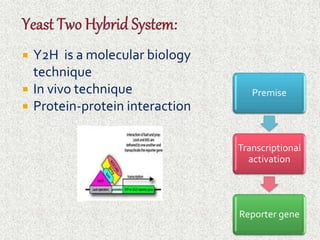  Y2H is a molecular biology 
technique 
 In vivo technique 
 Protein-protein interaction 
Premise 
Transcriptional 
activation 
Reporter gene 
 