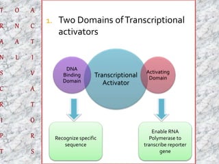 1. Two Domains of Transcriptional 
activators 
Transcriptional 
Activator 
DNA 
Binding 
Domain 
Activating 
Domain 
Recognize specific 
sequence 
Enable RNA 
Polymerase to 
transcribe reporter 
gene 
 