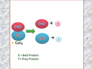  Gal4 
X 
Y z 
X = Bait Protein 
Y= Pray Protein 
 