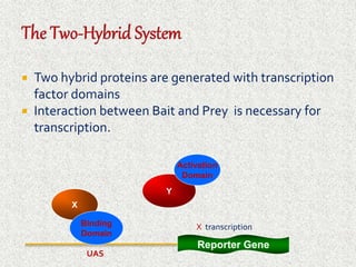  Two hybrid proteins are generated with transcription 
factor domains 
 Interaction between Bait and Prey is necessary for 
transcription. 
Reporter Gene 
X 
Binding 
Domain 
Y 
Activation 
Domain 
UAS 
X transcription 
 