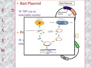  Bait Plasmid 
 TRP use as 
selectable marker 
 Prey Plasmid 
 Leu used as 
selectable marker 
Bait Plasmid 
Prey Plasmid 
 