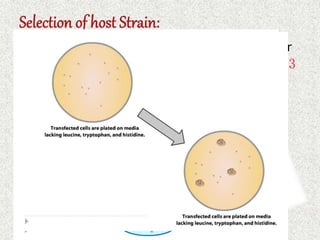  Strain carry mutations in different genes for 
A.A biosynthesis such as TRP1, LEU2, HIS3 
and URA3. 
 Grow in growth medium lack these A.A 
 Only hybrid plasmid carrying transformant 
yeast grow. 
 