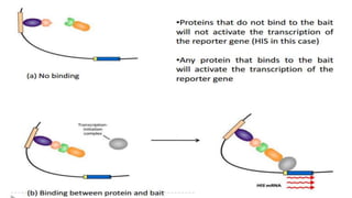 Yeast two hybrid system by Mazhar khan | PPTX