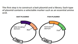 Yeast two hybrid system by Mazhar khan | PPTX