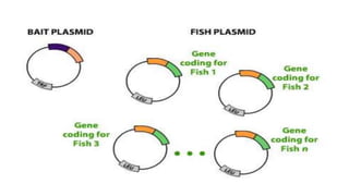 Yeast two hybrid system by Mazhar khan | PPTX