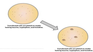 Yeast two hybrid system by Mazhar khan | PPTX