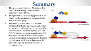 Yeast two hybrid system by Mazhar khan | PPTX