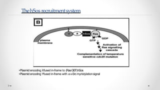 Yeast two hybrid system by Mazhar khan | PPTX