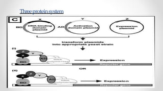 Yeast two hybrid system by Mazhar khan | PPTX