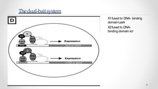 Yeast two hybrid system by Mazhar khan | PPTX