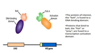 Yeast two hybrid system by Mazhar khan | PPTX