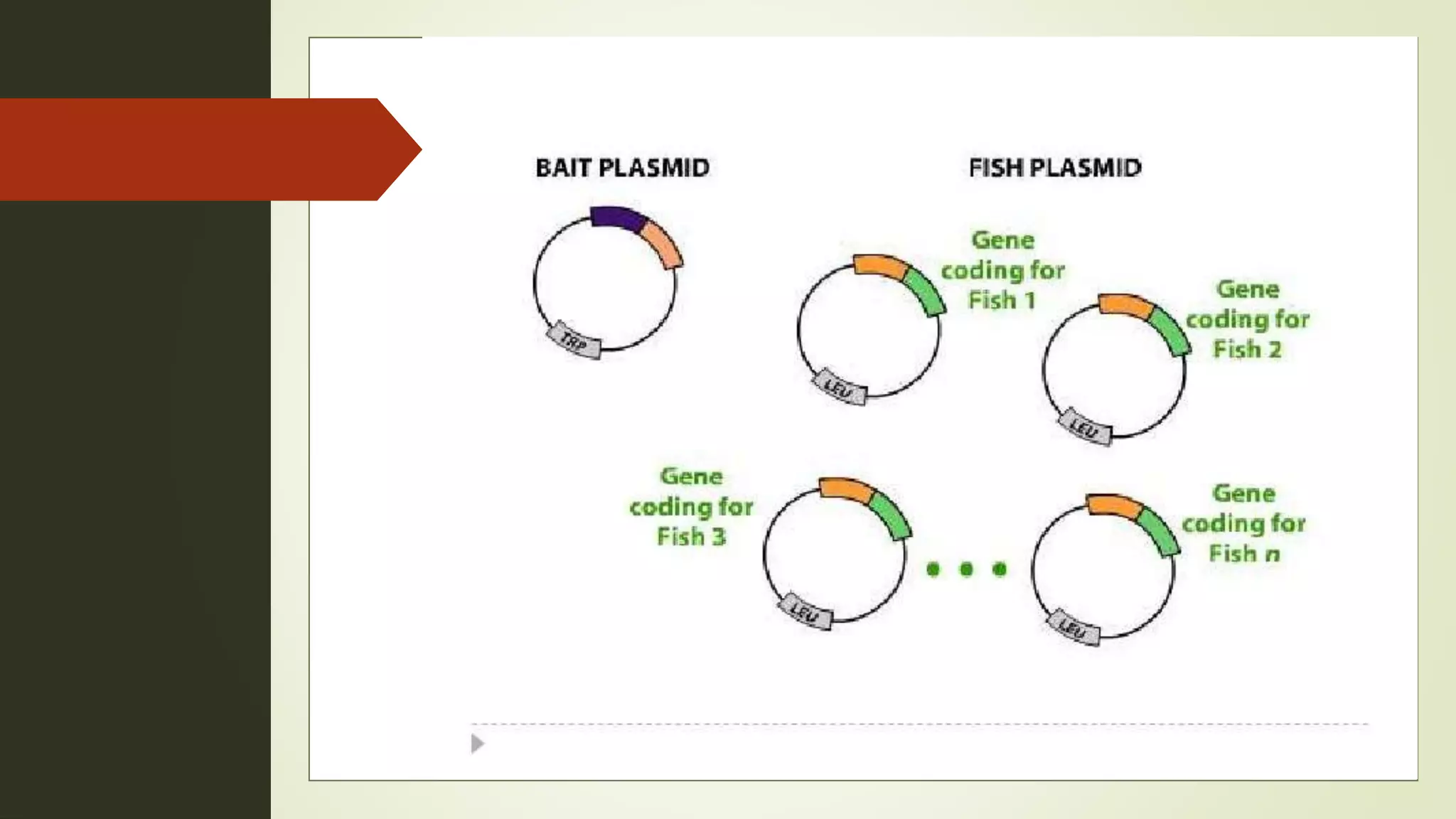 Yeast two hybrid system | PPTX