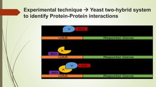 Experimental technique  Yeast two-hybrid system
to identify Protein-Protein interactions
 