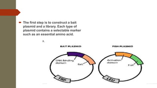 The first step is to construct a bait
plasmid and a library. Each type of
plasmid contains a selectable marker
such as an essential amino acid.
 