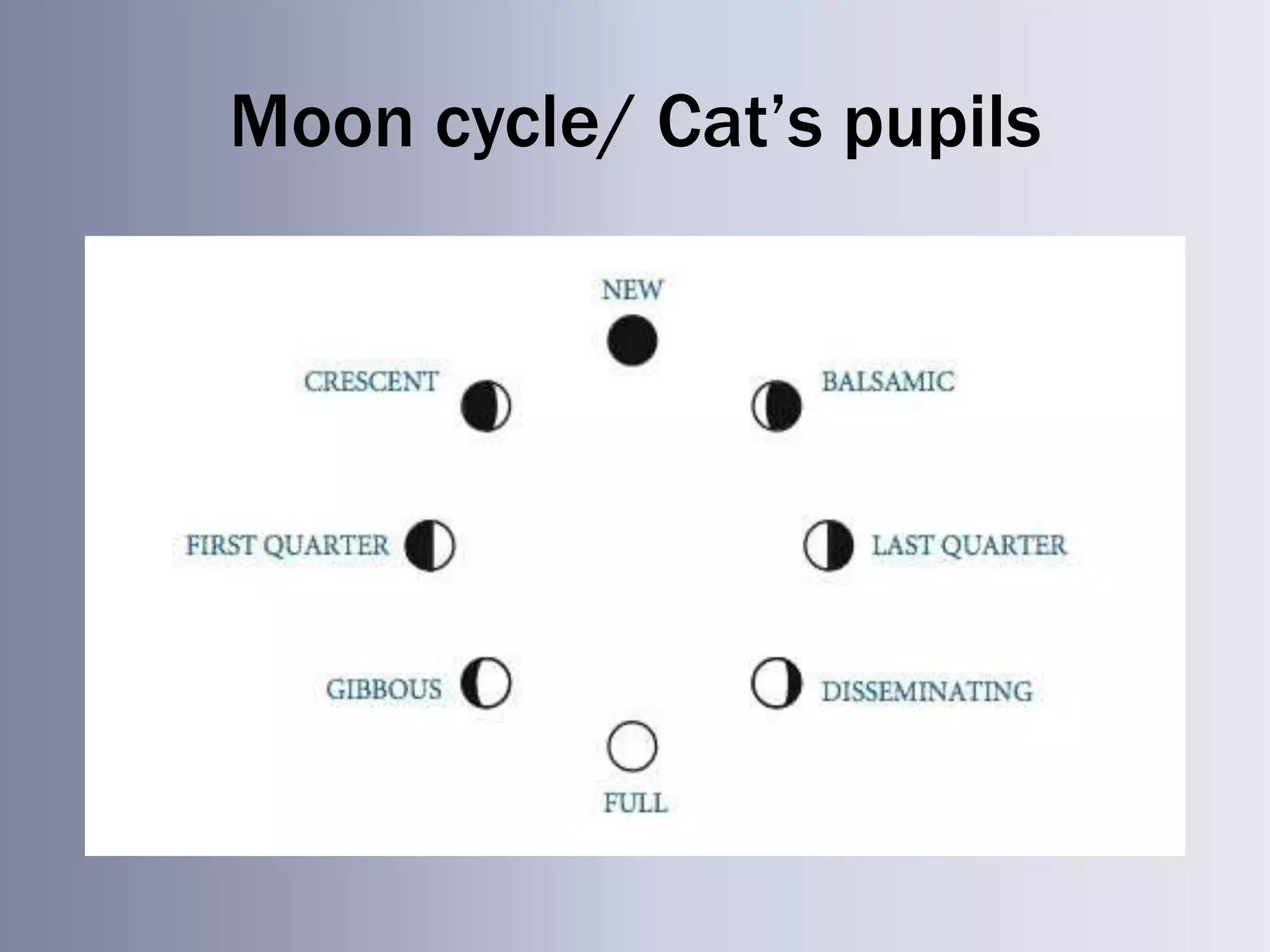 Moon cycle/ Cat’s pupils
 