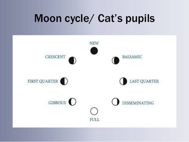 Cat Pupil Size Meaning Cat Pupil Size Meaning