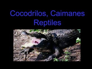 Cocodrilos, Caimanes
      Reptiles
 