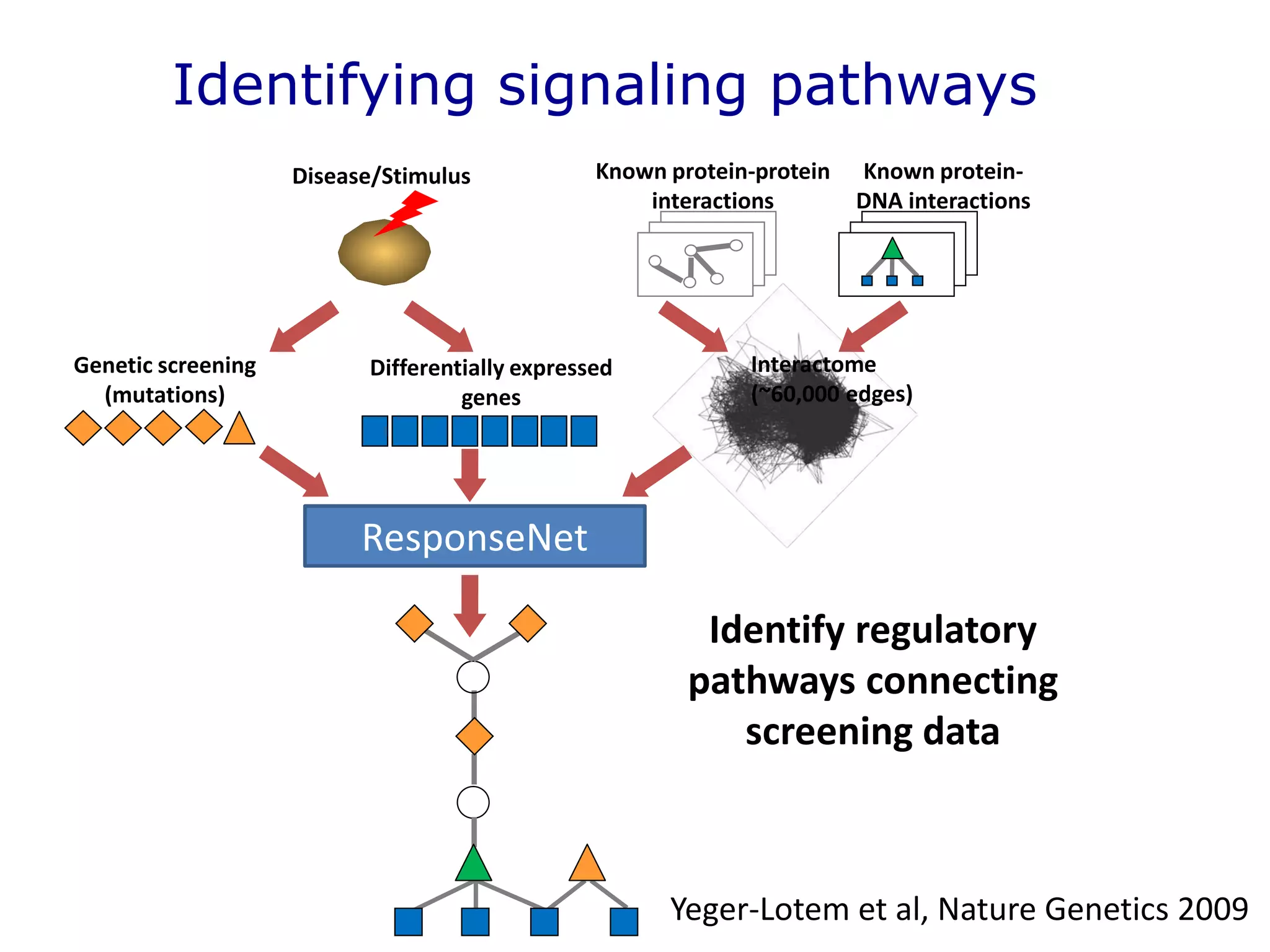 Disease/Stimulus
Differentially expressed
genes
Genetic screening
(mutations)
Known protein-
DNA interactions
Known protein-protein
interactions
Interactome
(~60,000 edges)
Identifying signaling pathways
Identify regulatory
pathways connecting
screening data
ResponseNet
Yeger-Lotem et al, Nature Genetics 2009
 