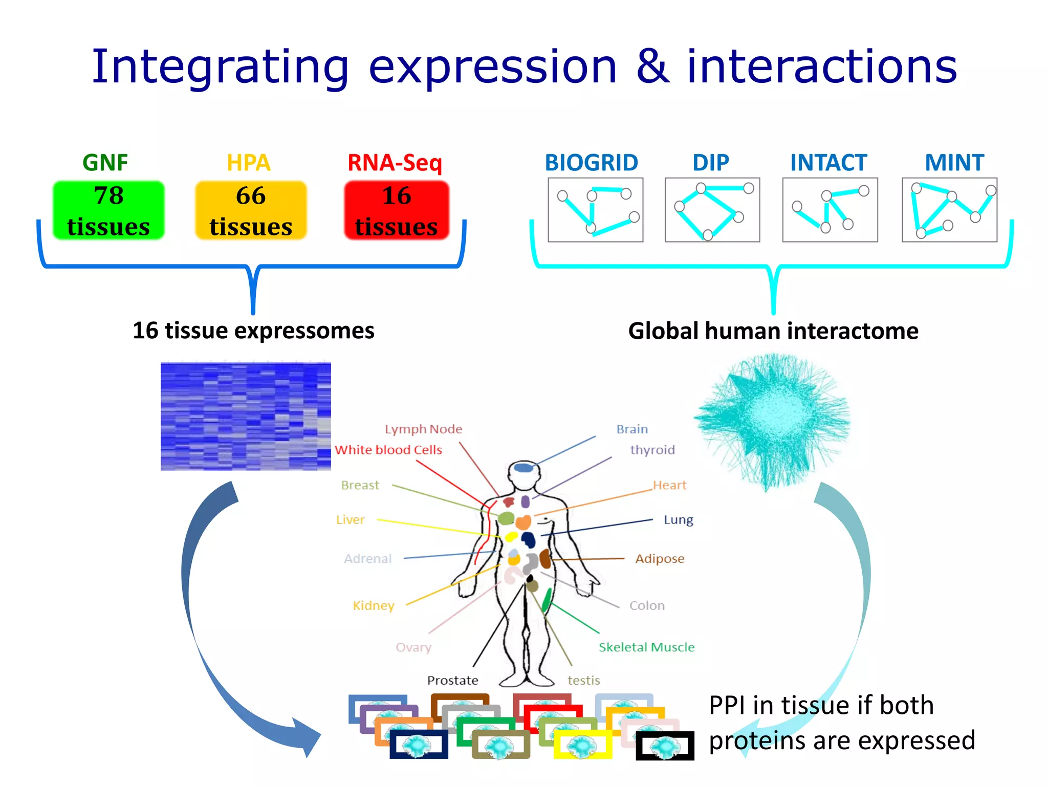 66
tissues
78
tissues
HPA RNA-Seq
16
tissues
MINTBIOGRID DIP INTACT
16 tissue expressomes Global human interactome
Integrating expression & interactions
PPI in tissue if both
proteins are expressed
GNF
 