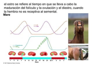el estro se refiere al tiempo en que se lleva a cabo la maduración del folículo y la ovulación y el diestro, cuando la hembra no es receptiva al semental. 
