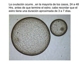 La ovulación ocurre , en la mayoría de los casos, 24 a 48 Hrs. antes de que termine el estro; cabe recordar que el estro tiene una duración aproximada de 3 a 7 días.  