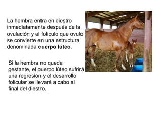 La hembra entra en diestro inmediatamente después de la ovulación y el folículo que ovuló se convierte en una estructura denominada  cuerpo lúteo . Si la hembra no queda gestante, el cuerpo lúteo sufrirá una regresión y el desarrollo folicular se llevará a cabo al final del diestro.  