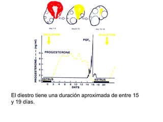 El diestro tiene una duración aproximada de entre 15 y 19 días. 