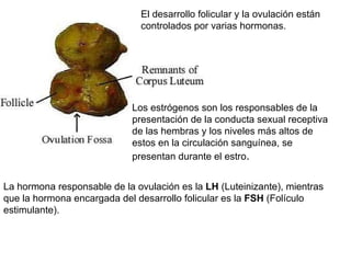 El desarrollo folicular y la ovulación están controlados por varias hormonas.  La hormona responsable de la ovulación es la  LH  (Luteinizante), mientras que la hormona encargada del desarrollo folicular es la  FSH  (Folículo estimulante).  Los estrógenos son los responsables de la presentación de la conducta sexual receptiva de las hembras y los niveles más altos de estos en la circulación sanguínea, se presentan durante el estro .  