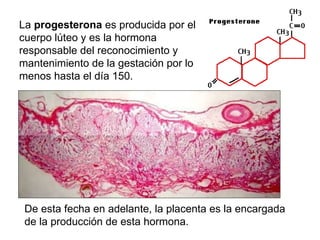 La  progesterona  es producida por el cuerpo lúteo y es la hormona responsable del reconocimiento y mantenimiento de la gestación por lo menos hasta el día 150.  De esta fecha en adelante, la placenta es la encargada de la producción de esta hormona. 