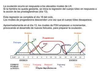 La ovulación ocurre en respuesta a los elevados niveles de LH.  Si la hembra no queda gestante, se inicia la regresión del cuerpo lúteo en respuesta a la acción de las prostaglandinas (día 13).  Esta regresión se completa el día 18 del ciclo.  Los niveles de progesterona descienden una vez que el cuerpo lúteo desaparece.  Aproximadamente en el día 13, los niveles de FSH empiezan a incrementar, provocando el desarrollo de nuevos folículos, para preparar la ovulación. 