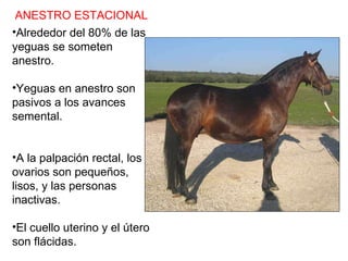 Alrededor del 80% de las yeguas se someten anestro. Yeguas en anestro son pasivos a los avances semental. A la palpación rectal, los ovarios son pequeños, lisos, y las personas inactivas. El cuello uterino y el útero son flácidas. ANESTRO ESTACIONAL 